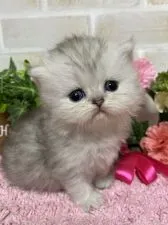 ペルシャ(チンチラ)【埼玉県・女の子・2019年10月5日・チンチラシルバー】の写真1