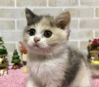 ブリティッシュショートヘア【埼玉県・女の子・2018年8月15日・ダイリュートキャリコ】の写真1
