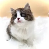 スコティッシュフォールド(立ち耳)【埼玉県・女の子・2020年9月9日・キャリコ】の写真1