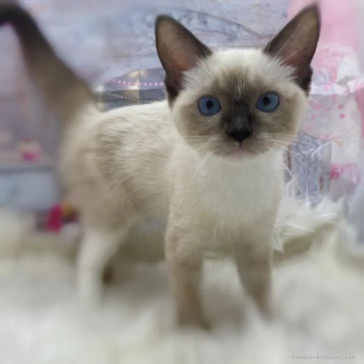 ラグドール【埼玉県・男の子・2022年3月22日・シールポイント】の写真1