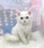 ミヌエット(長足)【埼玉県・男の子・2022年4月30日・クリーム&ホワイト】の写真2