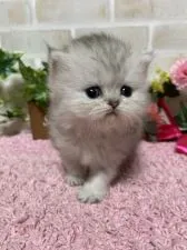 ペルシャ(チンチラ)【埼玉県・女の子・2019年10月5日・チンチラシルバー】の写真2