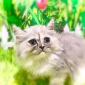 ミヌエット【埼玉県・女の子・2021年8月20日・ブルートーティー】の写真2