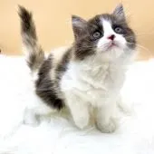 スコティッシュフォールド(立ち耳)【埼玉県・女の子・2020年9月9日・キャリコ】の写真2