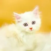 スコティッシュフォールド(立ち耳)【埼玉県・男の子・2021年5月28日・クリーム&ホワイト】の写真3