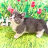 マンチカン(短足)【埼玉県・男の子・2021年8月28日・ブルー&ホワイト】の写真3