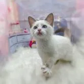 ラグドール【埼玉県・女の子・2022年3月22日・ブルーポイント】の写真3