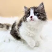 スコティッシュフォールド(立ち耳)【埼玉県・女の子・2020年9月9日・キャリコ】の写真4