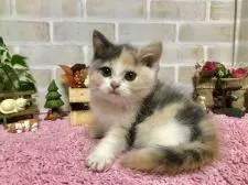ブリティッシュショートヘア【埼玉県・女の子・2018年8月15日・ダイリュートキャリコ】の写真4