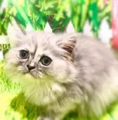 ミヌエット【埼玉県・女の子・2021年8月20日・ブルートーティー】の写真4