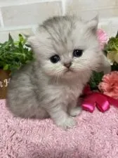 ペルシャ(チンチラ)【埼玉県・女の子・2019年10月5日・チンチラシルバー】の写真5