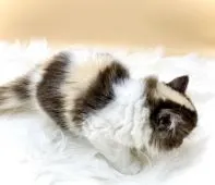 スコティッシュフォールド(立ち耳)【埼玉県・女の子・2020年9月9日・キャリコ】の写真5