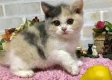 ブリティッシュショートヘア【埼玉県・女の子・2018年8月15日・ダイリュートキャリコ】の写真5
