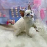 ラグドール【埼玉県・女の子・2022年3月22日・ブルーポイント】の写真5