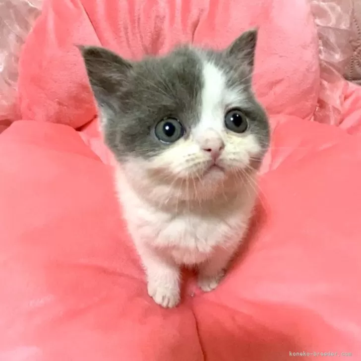 ID：2503-02823の子猫