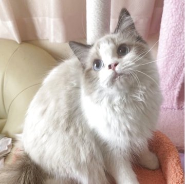 ラグドール【埼玉県・女の子・2025年3月18日・シールポイントバイカラー】の写真「🍒お鼻のほくろがチャームポイントで可愛い🍒」