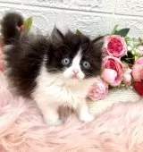 ミヌエット(長足)【埼玉県・女の子・2025年2月28日・ブラック&ホワイト】の写真9