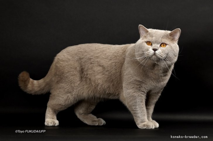 2025 IW SGC ポテチ君（国際賞SH19位/BritishShorthair世界2位）｜篠原　弘子(しのはら　ひろこ)ブリーダー(愛知県・ブリティッシュショートヘアなど・TICA/TICA傘下団体登録)の紹介写真1