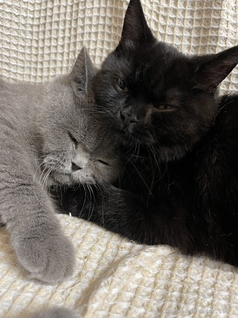 引退猫も教育係として参加しています^_^｜篠原　弘子(しのはら　ひろこ)ブリーダー(愛知県・ブリティッシュショートヘアなど・TICA/TICA傘下団体登録)の紹介写真7