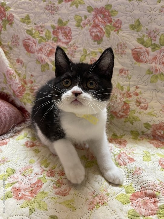 篠原弘子ブリーダーのブログ：ブラックアンドホワイト