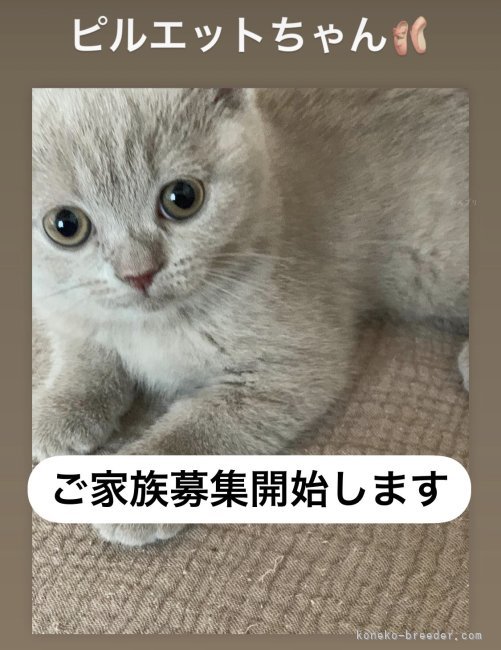 篠原弘子ブリーダーのブログ：ピルエットちゃん🩰