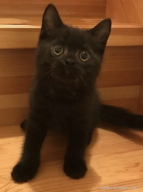 ID：1907-00090の子猫