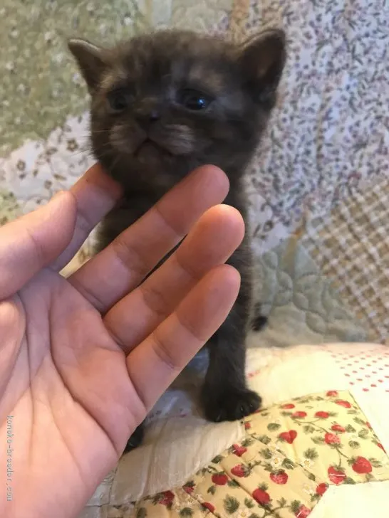 華大のmama 様のお迎えした子猫