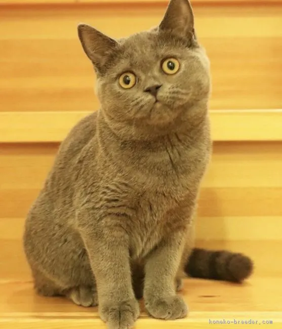 ID:1810-00782の子猫