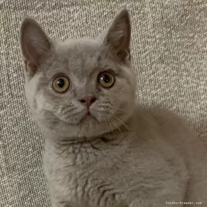 ブリティッシュショートヘア【愛知県・男の子・2024年4月13日・ライラック】の写真1「目が大きな子　チップちゃんカメラが下手で暗くなってしまいました。本物は明るいライラックです」