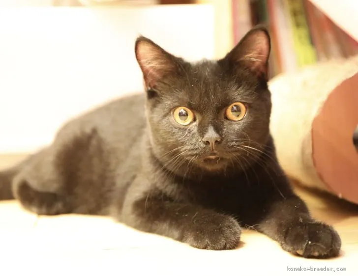 ID:1907-00540の子猫