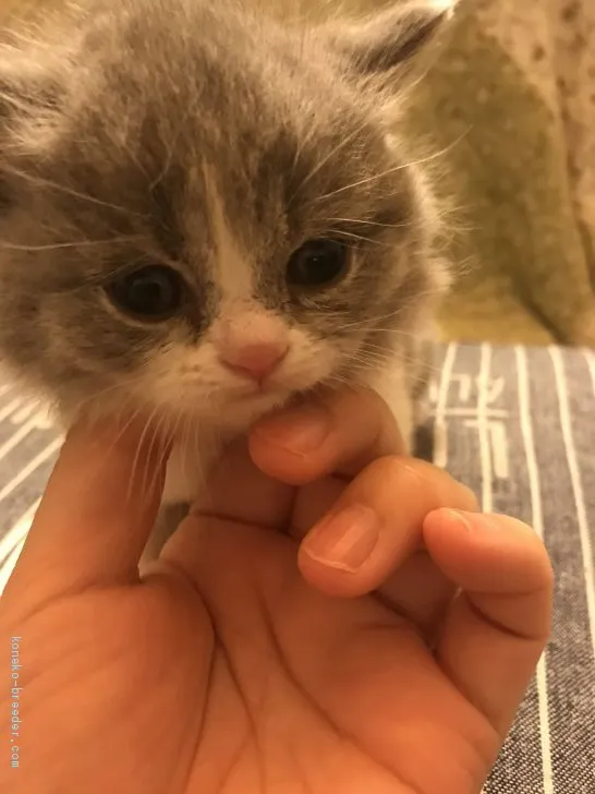 ID：2103-00462の子猫