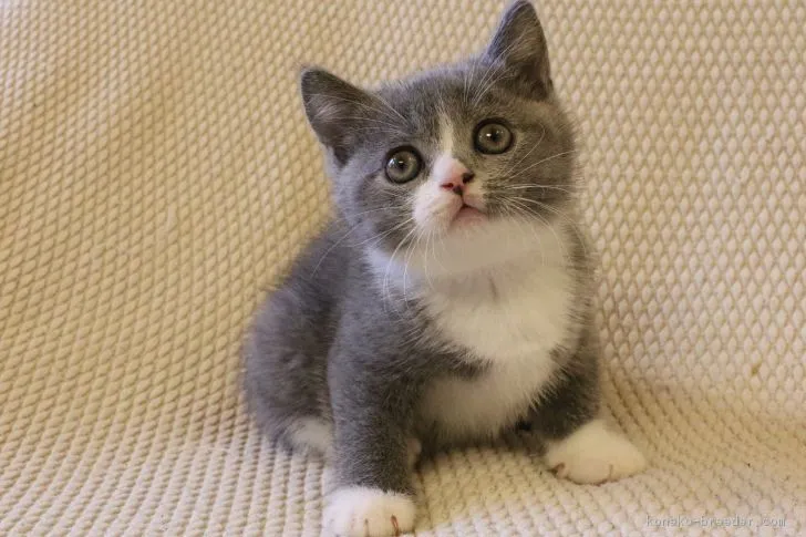 ID：1808-00056の子猫