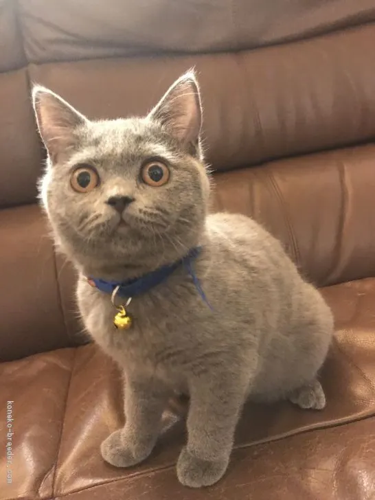 misamomo 様のお迎えした子猫
