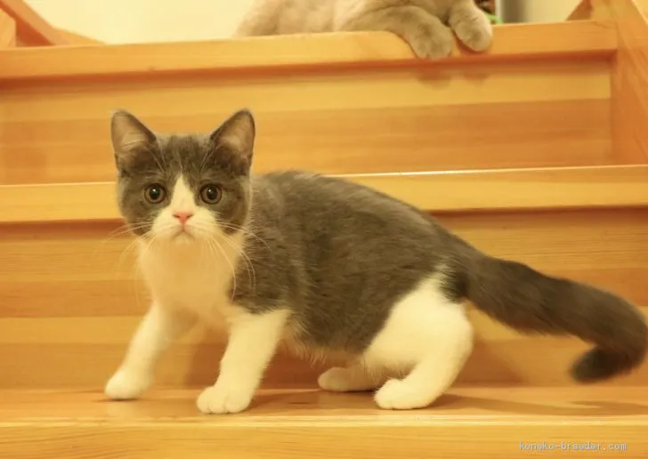 ID:1905-00999の子猫