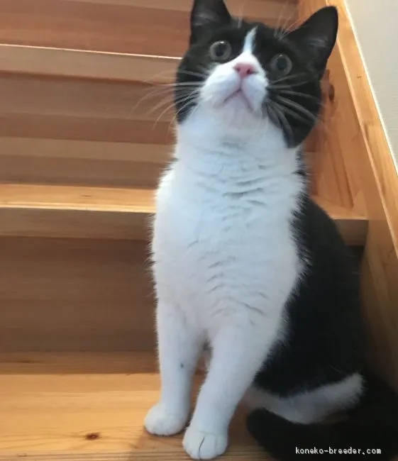 ID：1907-00541の子猫