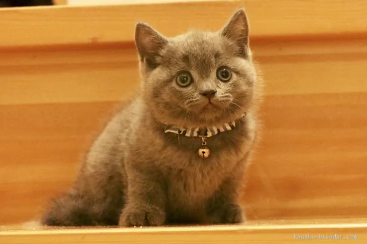 K 様のお迎えした子猫