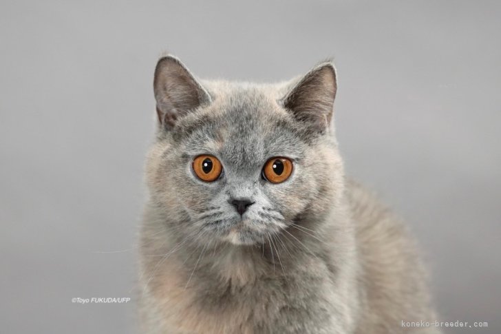 プッチ、幅広シュシュ、(グリーンローズ)わんちゃん猫ちゃん用 dab1fa8e93628833009241211aae0f