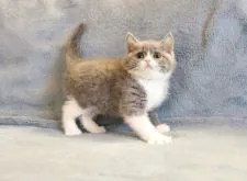 ブリティッシュショートヘア【愛知県・女の子・2022年2月22日・ブルーアンドホワイト】の写真2「ちょっと緊張しています。」