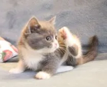 ブリティッシュショートヘア【愛知県・女の子・2022年2月22日・ブルーアンドホワイト】の写真3「カキカキしてる」