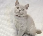 ブリティッシュショートヘア【愛知県・女の子・2024年7月25日・ライラック】の写真3「生後3か月」