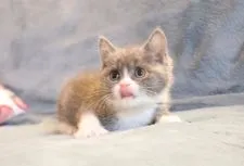 ブリティッシュショートヘア【愛知県・女の子・2022年2月22日・ブルーアンドホワイト】の写真4「目が大きい」