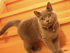 ブリティッシュショートヘア【愛知県・男の子・2019年1月5日・(代表色)理想的なブルー】の写真4「すごく甘えん坊さん😍」