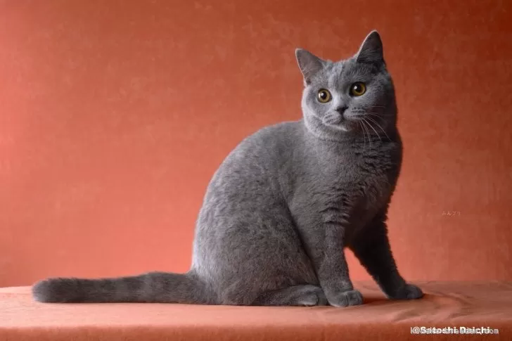 ブリティッシュショートヘア 羊毛フェルト ぬいぐるみ 猫 置き物