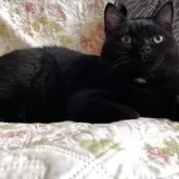 ブリティッシュショートヘア【愛知県・男の子・2025年4月12日・ブラック】の写真10「すでに貫禄があるよ」