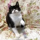 ブリティッシュショートヘア【愛知県・男の子・2025年7月17日・ブラックアンドホワイト】の写真4「アイカラーが出てきて　貫禄が出てきたねー」