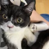 ブリティッシュショートヘア【愛知県・男の子・2025年7月17日・ブラックアンドホワイト】の写真3「お膝抱っこも嫌がらないです♪」