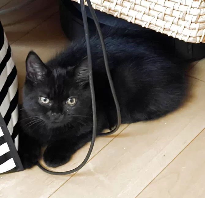 黒猫 🐈‍⬛ 最近、バスケットがお好き✨🧺 ・ ・ ・ Basket Girl