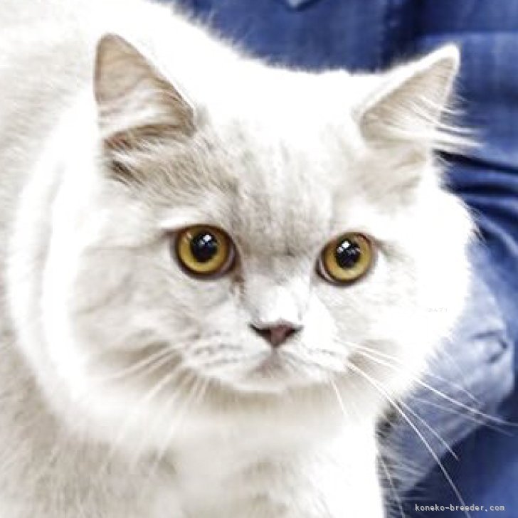 ブリーダー画像