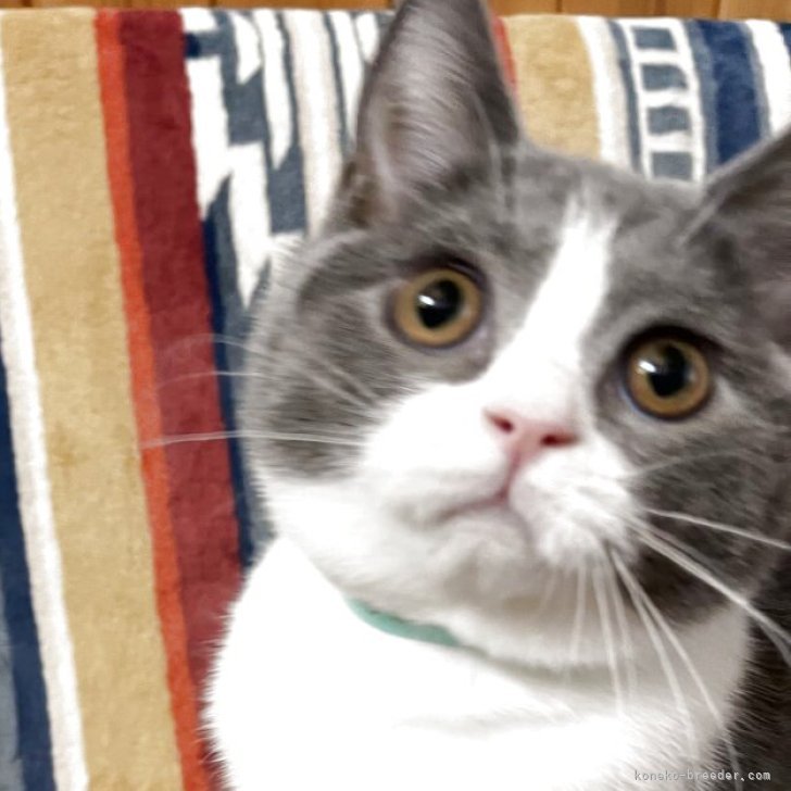 ブリーダー画像