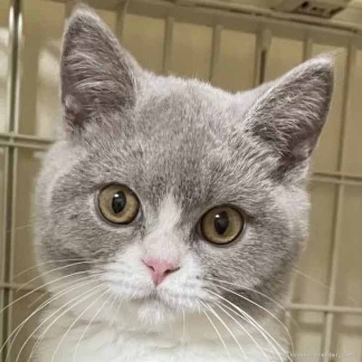 ブリティッシュショートヘア【愛知県・男の子・2025年7月16日・ライラックアンドホワイト】の写真1「凛とした表情の男の子」